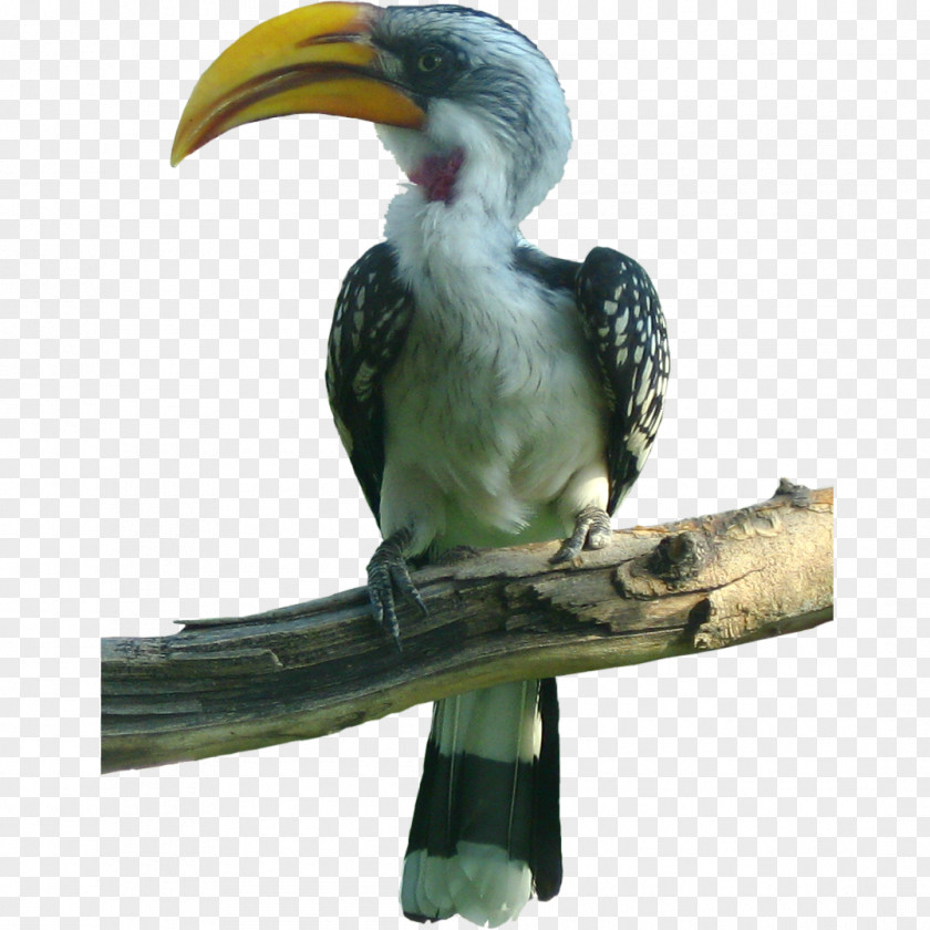 Bird Toucan Hornbill PNG