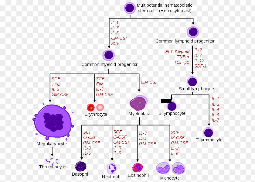 Blood Haematopoiesis Hematopoietic Stem Cell Hemopoietic Growth Factor PNG