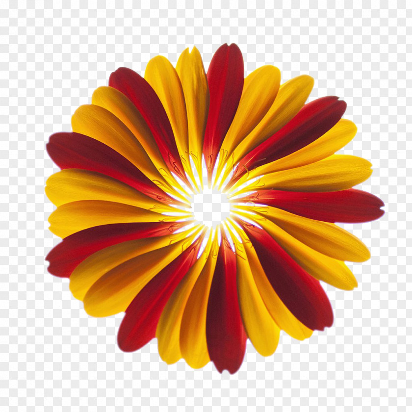 Close To Gerbera Jamesonii Stock Photography Flower Alamy PNG