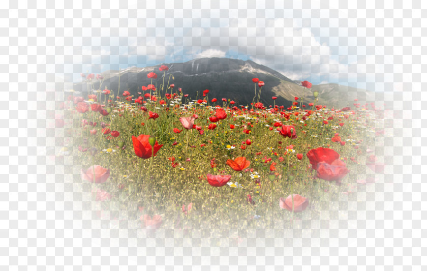 Computer Desktop Wallpaper Flowering Plant Sky Plc PNG