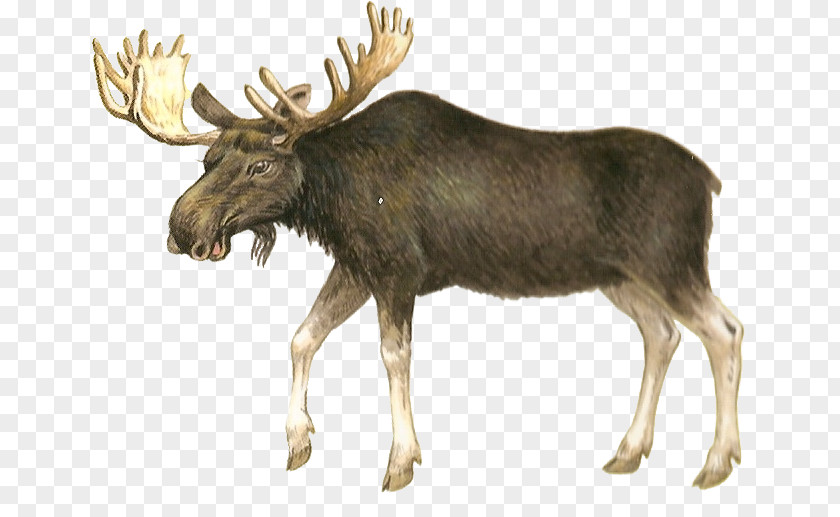Deer Moose Hunting Clip Art PNG