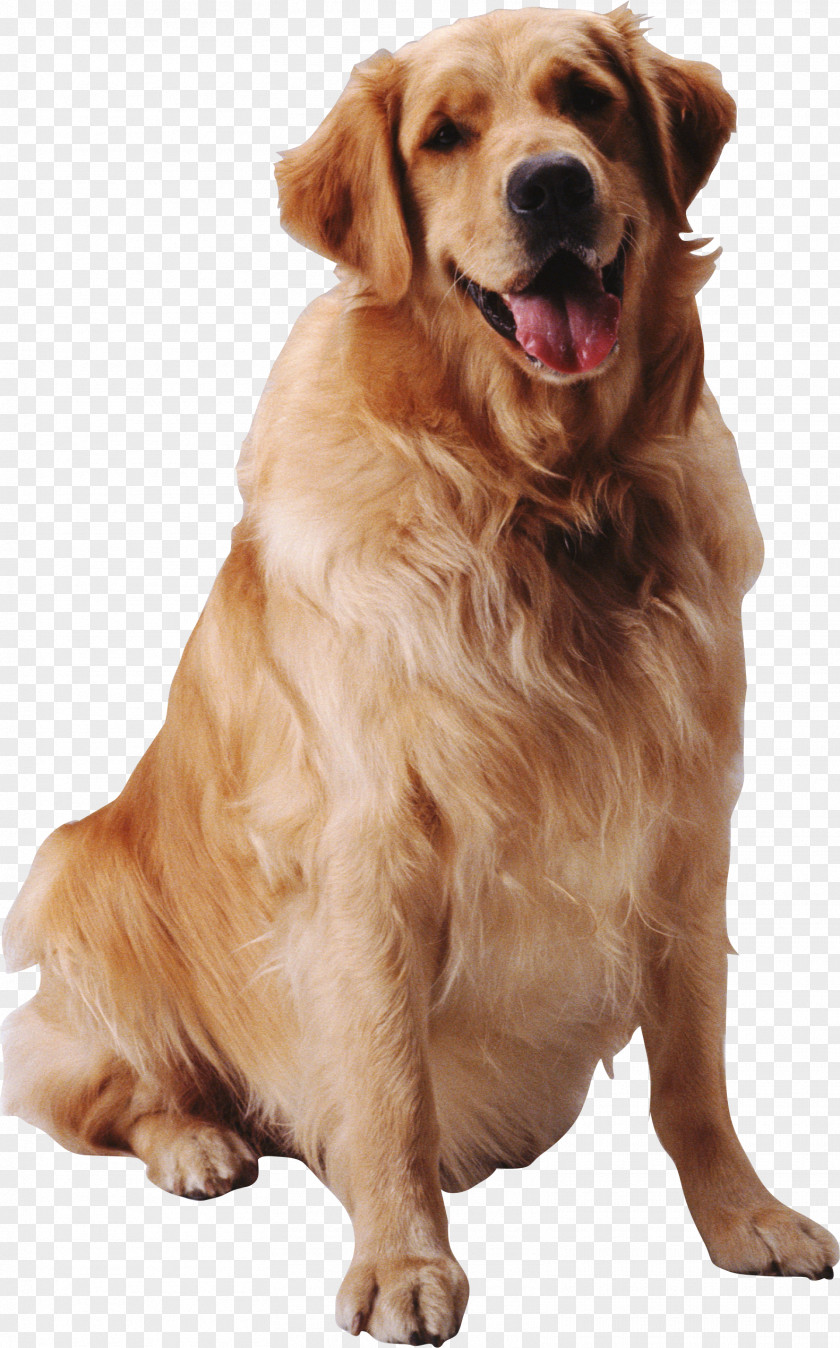 Dog Pet Insect PNG