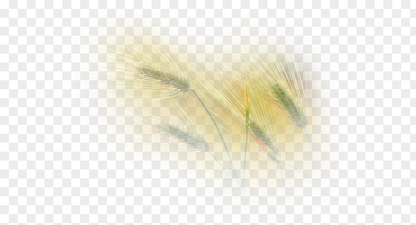 Leaf Ukraine Painting Drawing PNG