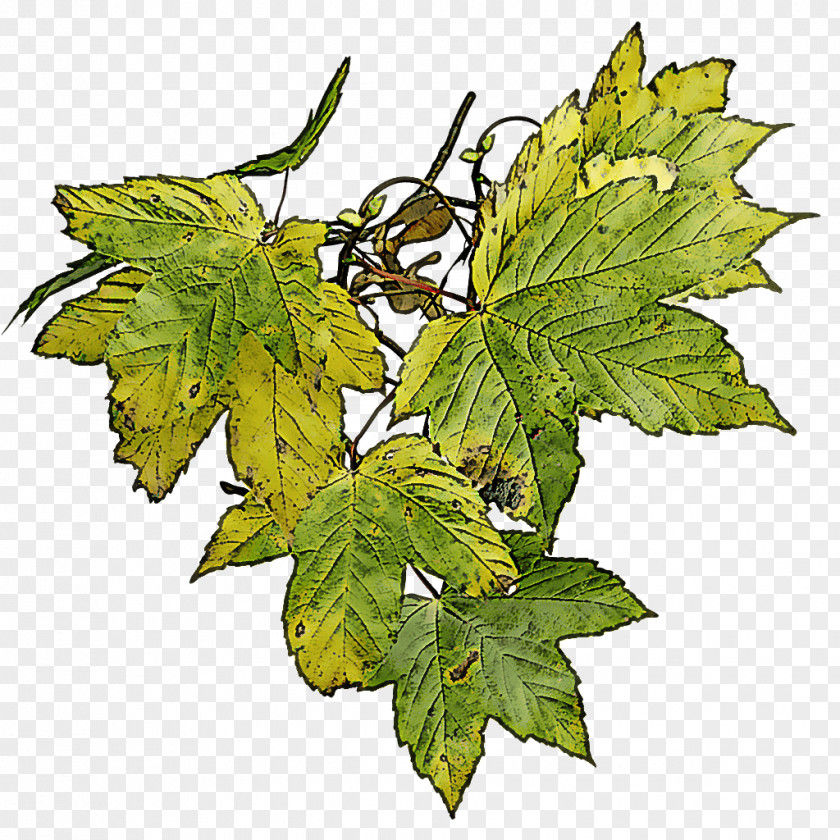 Plane Woody Plant Maple Leaf PNG