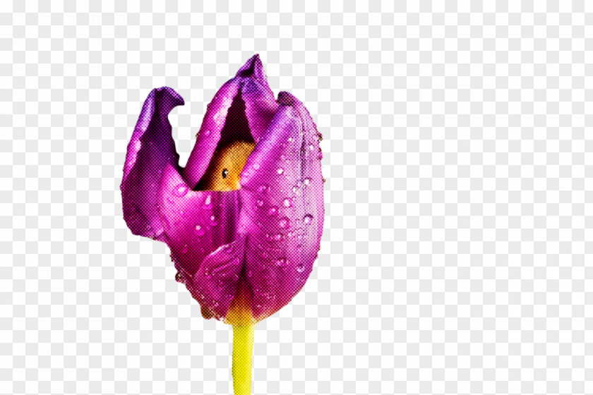 Plant Stem Tulip Lilies Petal Lilac M PNG