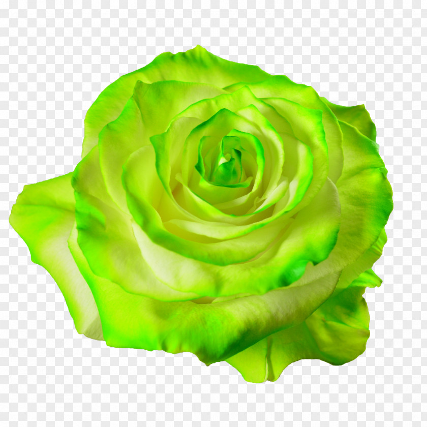 Rose Hd Garden Roses Cabbage Flower Petal Desktop Wallpaper PNG
