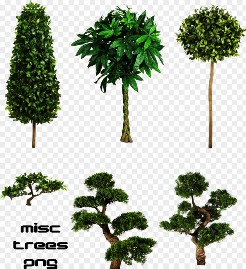 Trees Tree Clip Art PNG