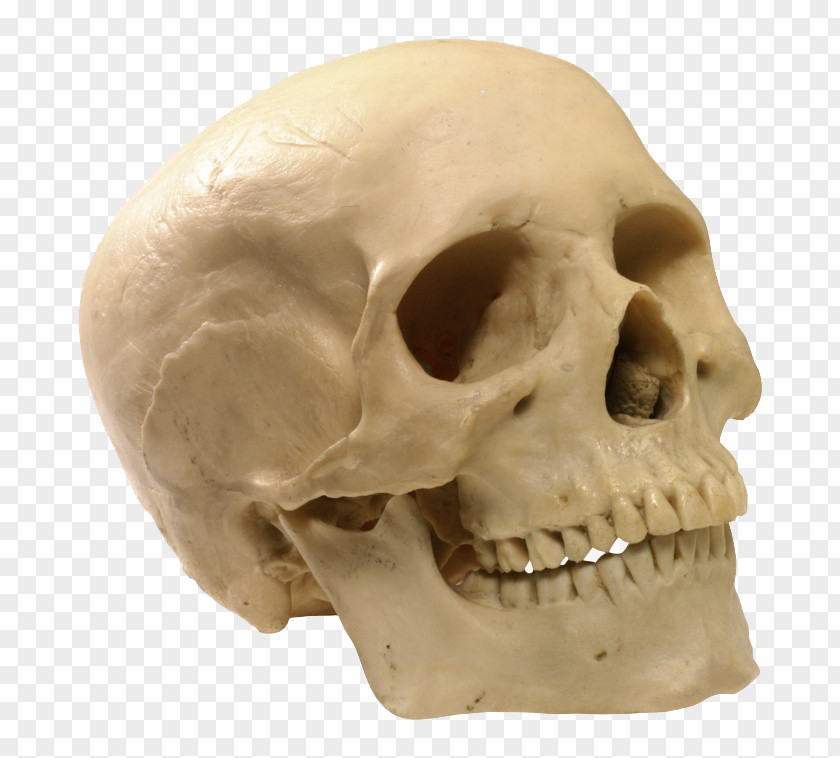 White Skull Human Skeleton Clip Art PNG