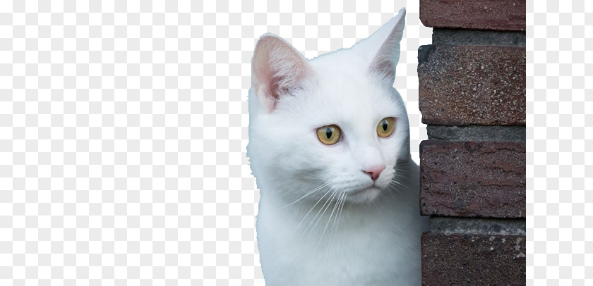 Cute White Kitten Image Congenital Sensorineural Deafness In Cats Eye Wallpaper PNG