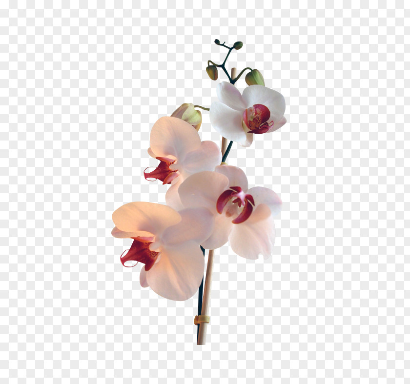 Flower Moth Orchids Image PNG