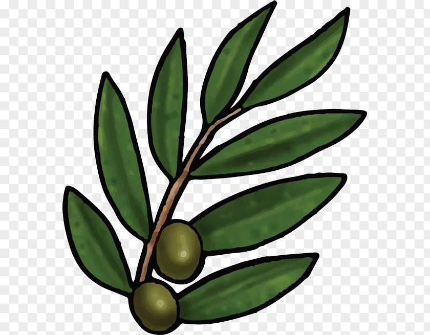 Leaf Bible Olive Branch PNG