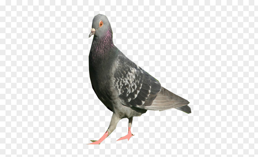 Pigeon Columbidae DeviantArt Bird Domestic PNG