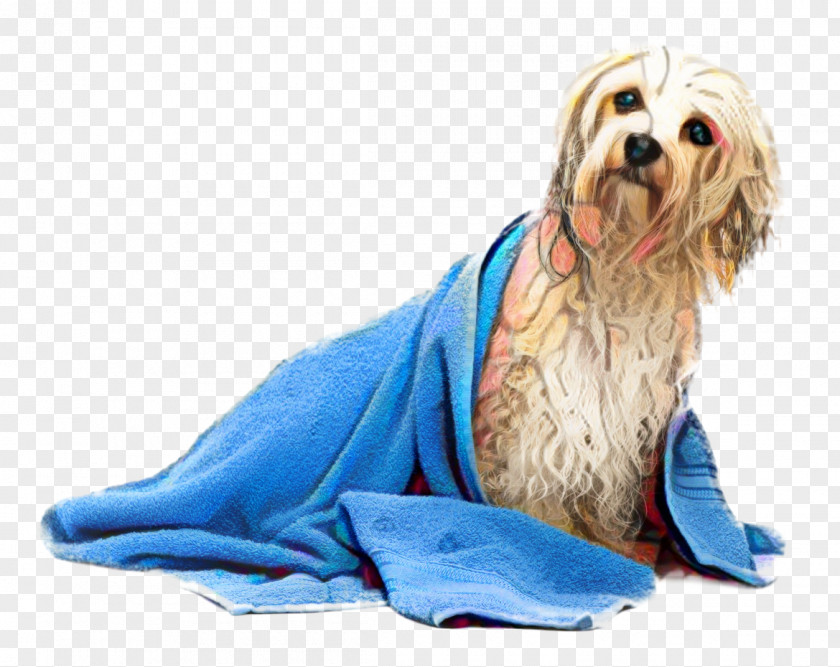 Sapsali Havanese Dog Cartoon PNG