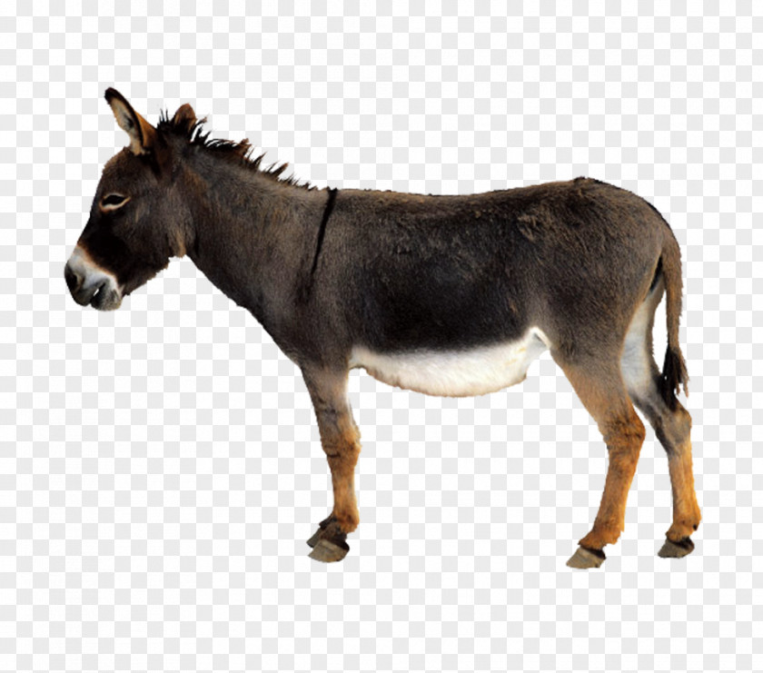 Animal Donkey Mule Chicken PNG