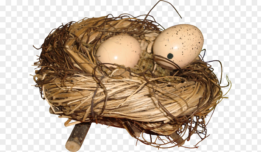 Bird Nest Egg PNG