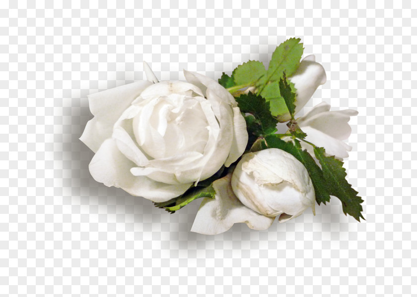 Flower Garden Roses White Clip Art PNG