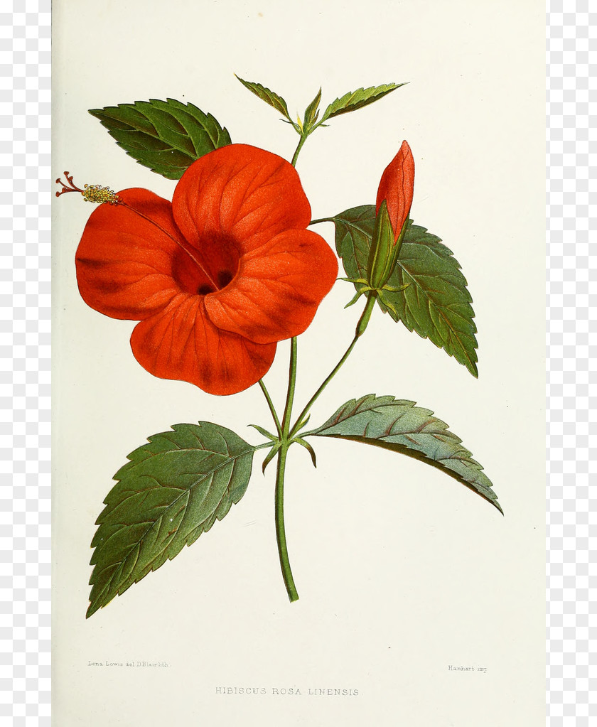Picture Of Hibiscus Flower Shoeblackplant Botanical Illustration Hawaiian Clip Art PNG