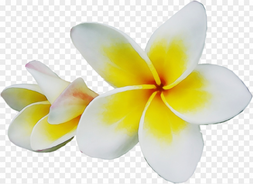 Plant Frangipani Petal Yellow Cut Flowers Design PNG