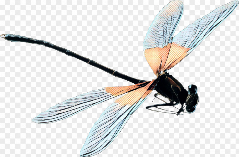 Carpenter Bee Mayflies Cartoon PNG