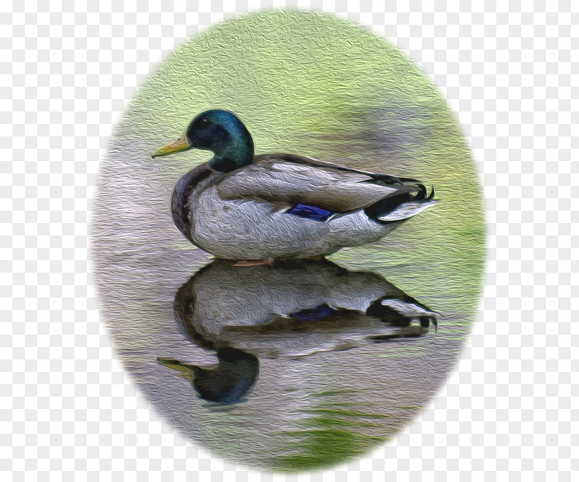 Duck Mallard Teal Fauna Beak PNG