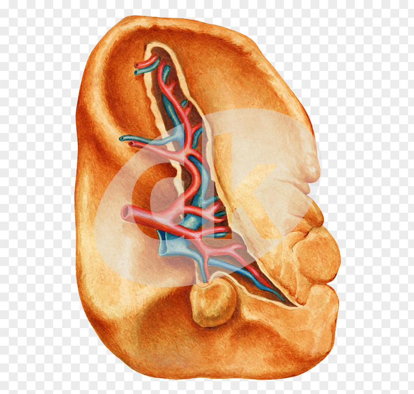 Lisnivka Circulatory System Lymphatic Spleen Biology Elementary School PNG