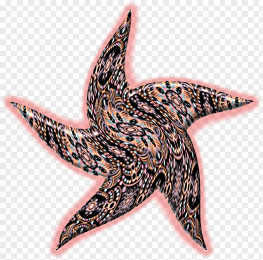 Starfish Echinoderm PNG
