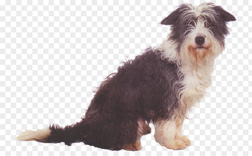 Bearded Collie Schnoodle Basset Hound Border Companion Dog PNG