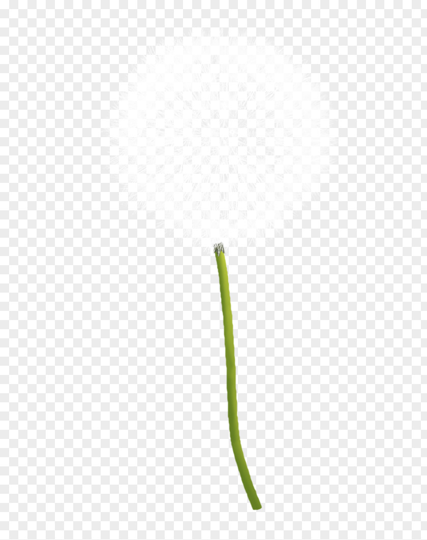 Dandelion Leaf Grasses Plant Stem Line PNG