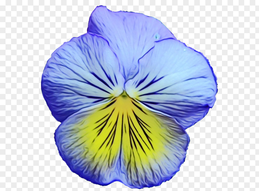 Pansy Flower Yellow Blue Floral Design PNG