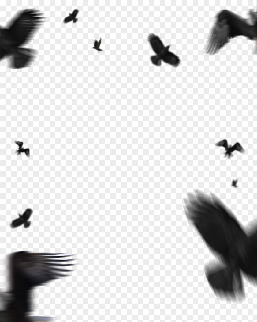 Bird Migration Pigeons And Doves Picsart Background PNG