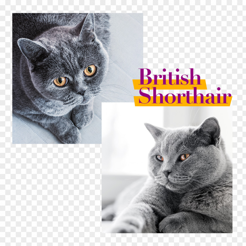 British Shorthair Veterinarian Pet Insurance Meadows Cat Hospital Purr PNG