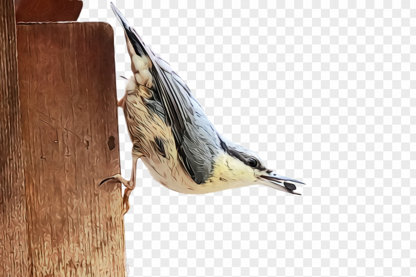 House Sparrow Beak Bird Chickadee Wood Birdhouse Perching PNG