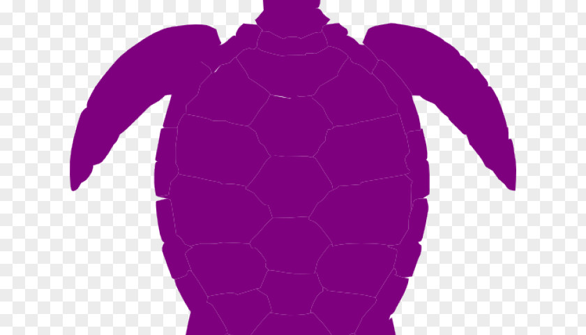 Sea Turtle In Net Clip Art Reptile Creatures PNG