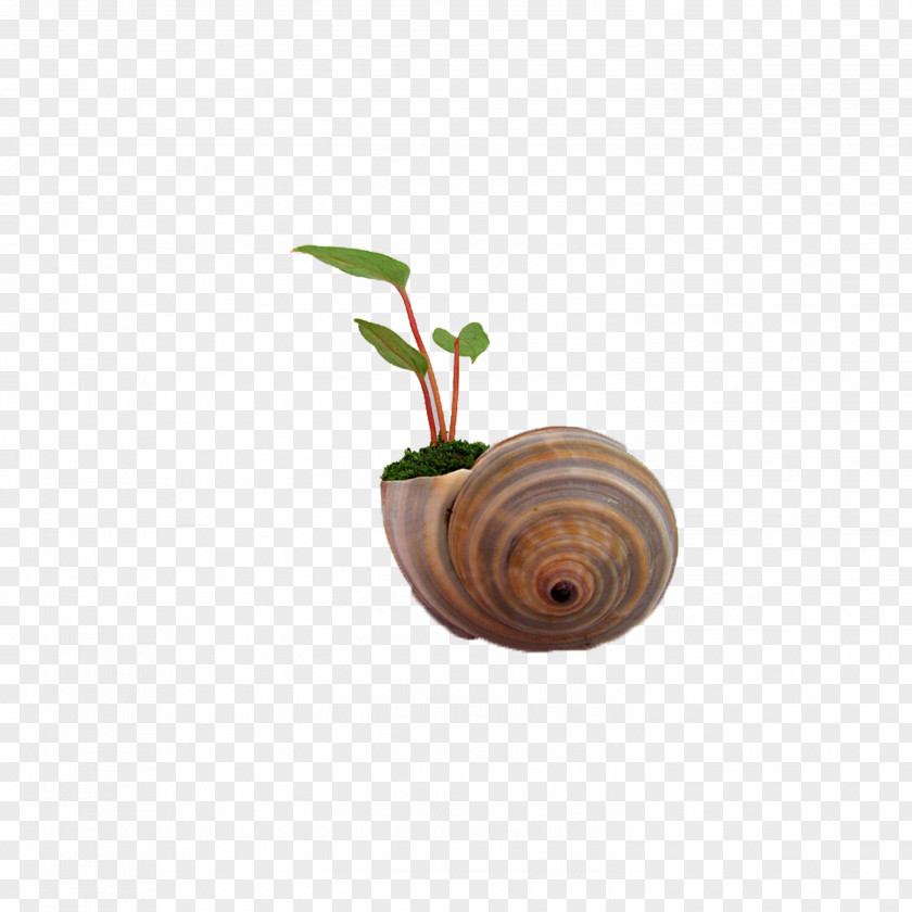 Snail Pot Orthogastropoda Download PNG