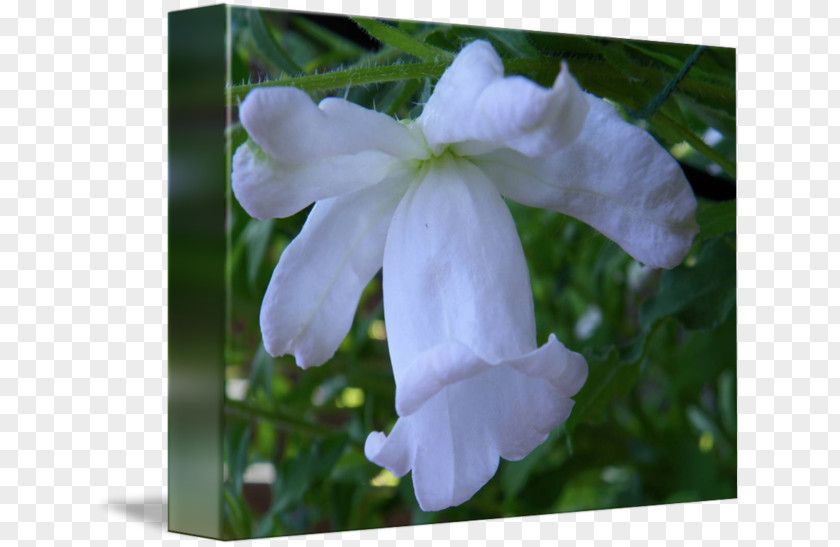 Campanula Petal Wildflower Herbaceous Plant PNG