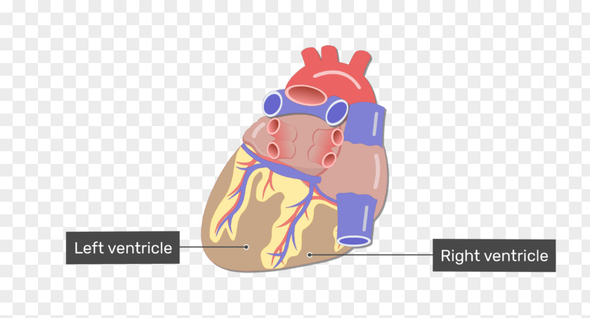 Heart Blood Vessel Anatomy Circulatory System PNG