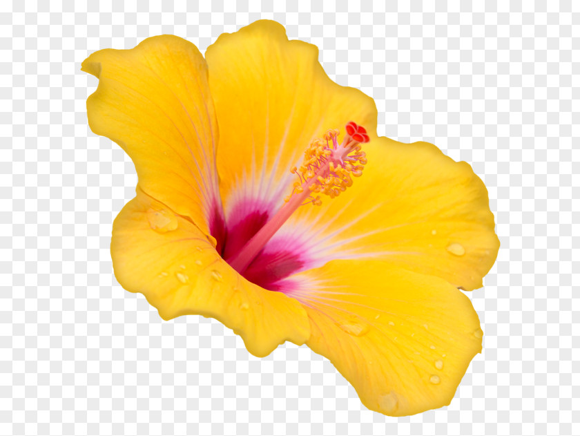 Hibiscus Desktop Wallpaper Clip Art PNG