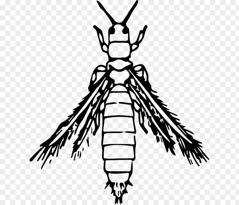 Insect Thrips Clip Art PNG