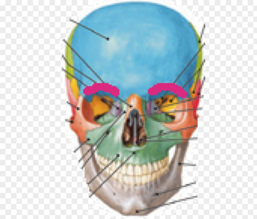 Skull Human Anatomy & Physiology Cranial Cavity Bone PNG