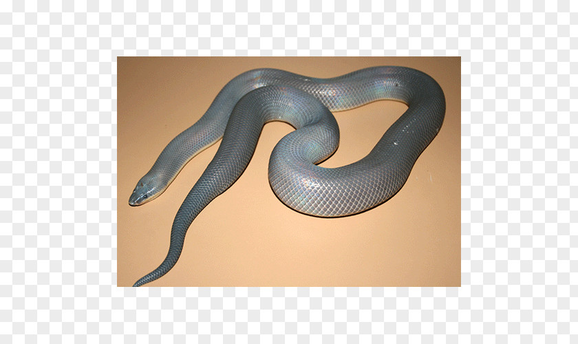 Snake Vipers Boa Constrictor Loxocemus Python PNG