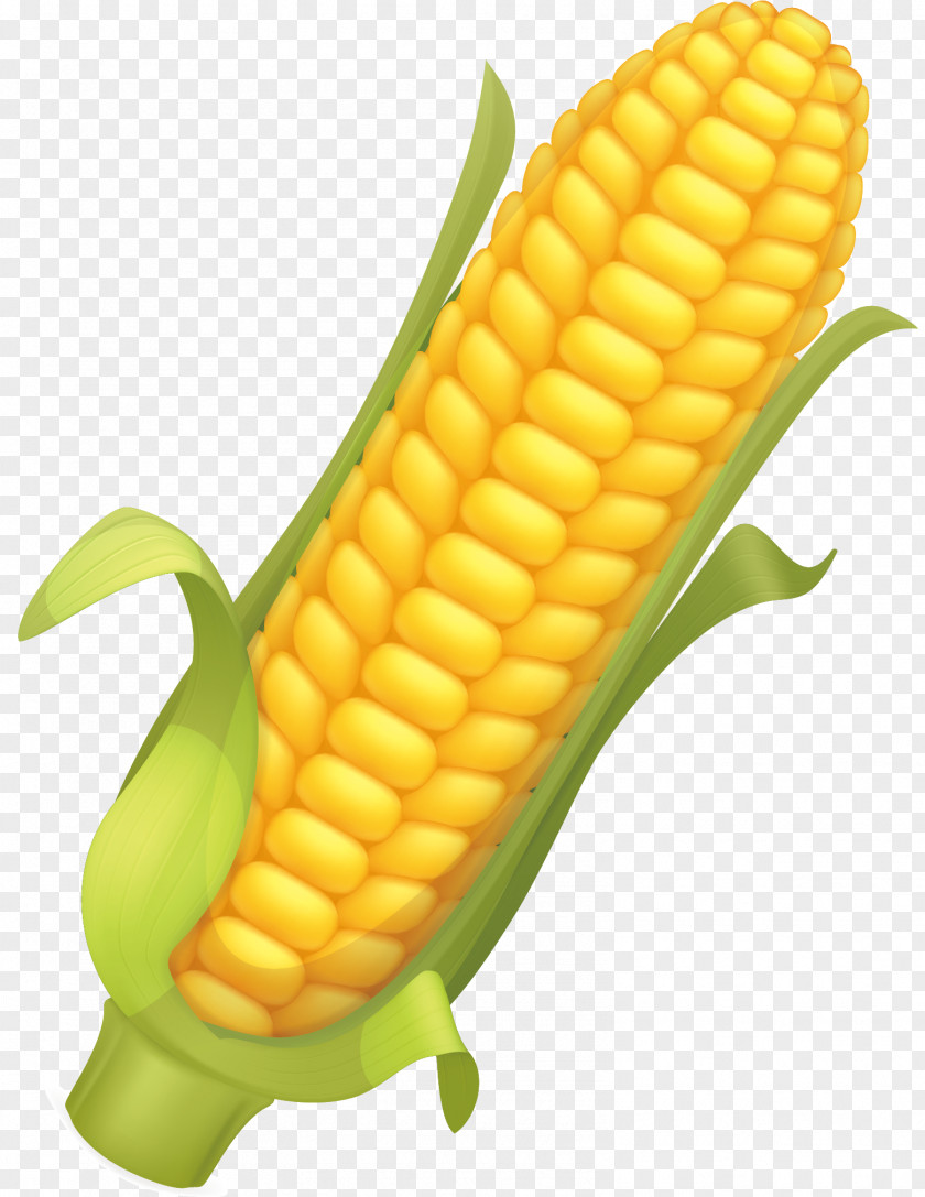 Corn Vector Element Flakes Maize Corncob Illustration PNG