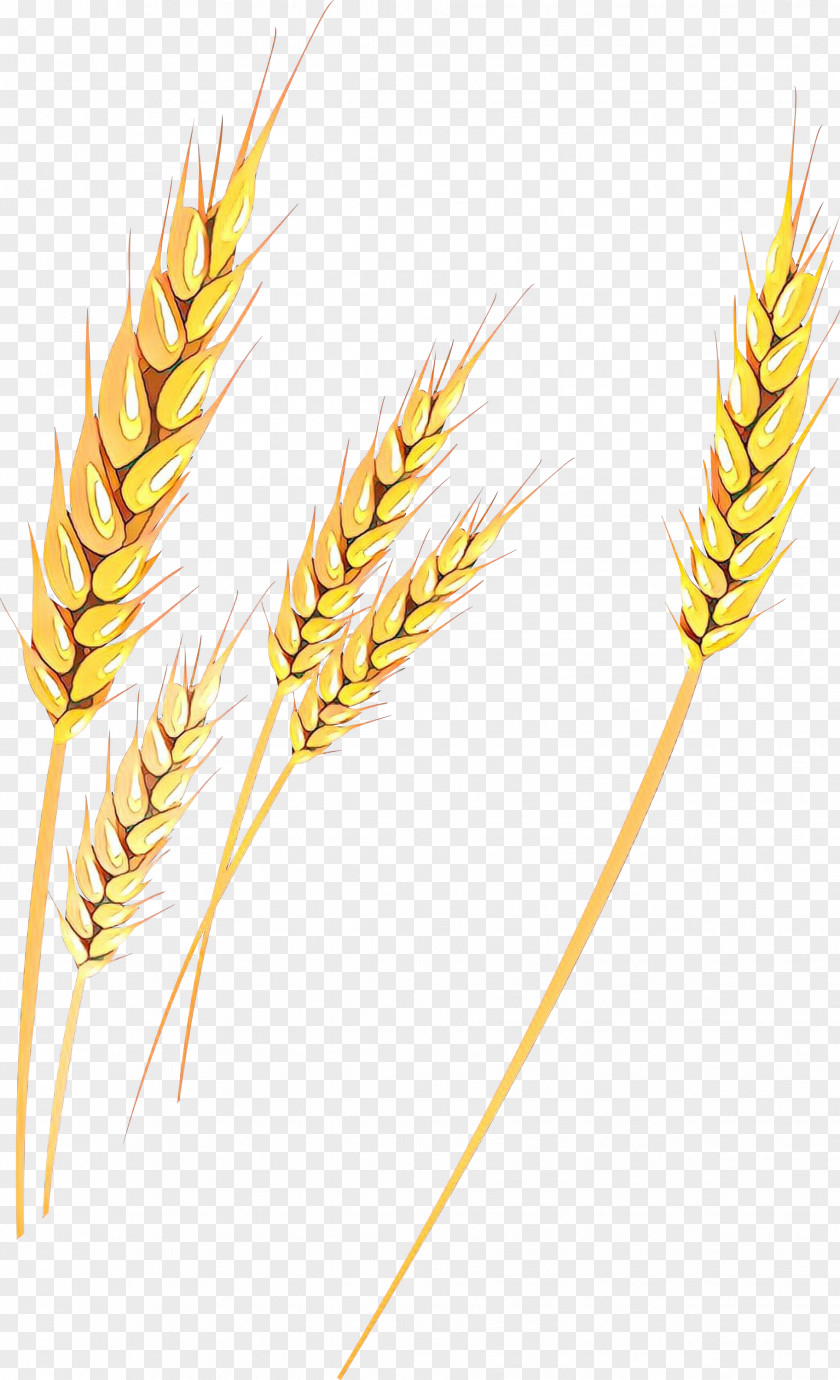 Emmer Einkorn Wheat Triticale Cereal Germ Rye PNG