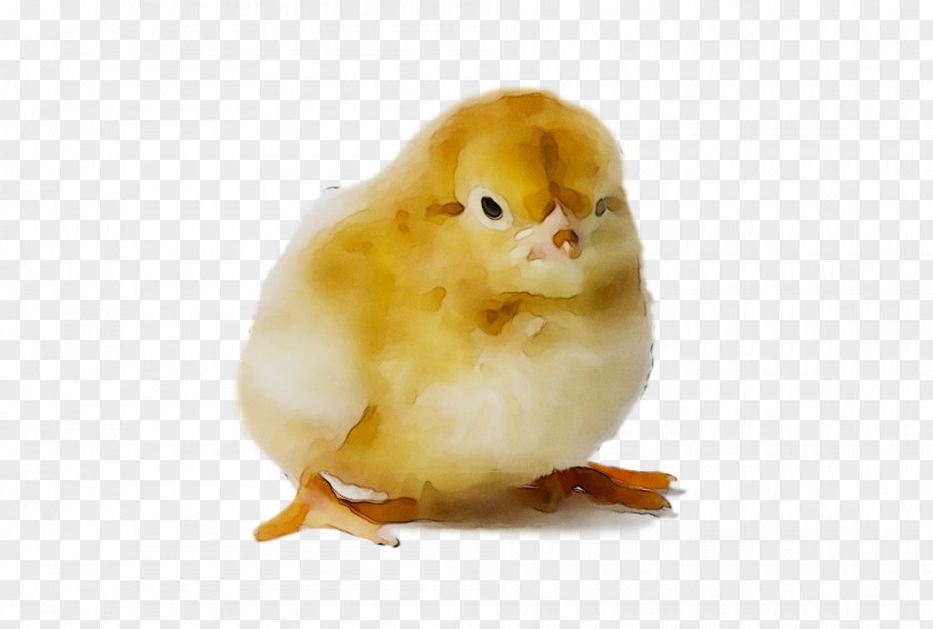 Fauna Beak Chicken As Food PNG