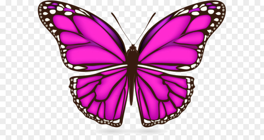 Fleurs Papillon Butterfly Vector Graphics Clip Art Royalty-free Illustration PNG