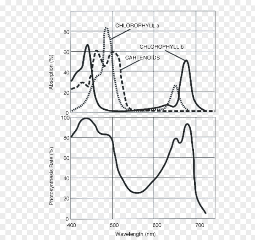 Light Photosynthetically Active Radiation Photosynthesis Absorption Ultraviolet PNG