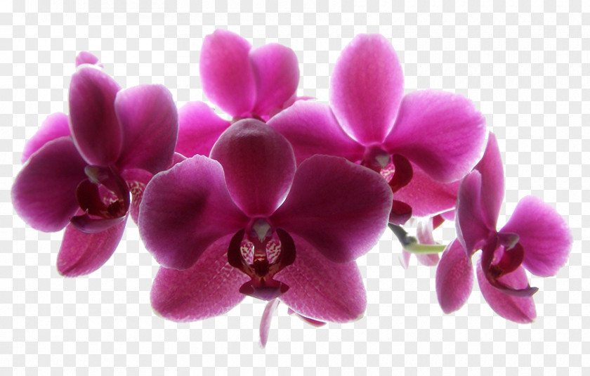 Orchids Mk-Avto, Avtoservis Photography Image Flower PNG
