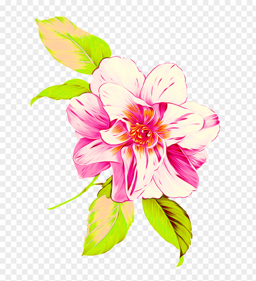 Peony Floral Design Moutan Illustration PNG