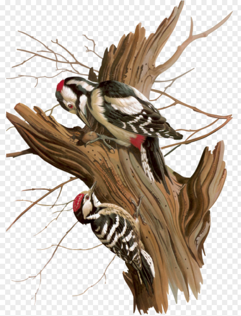 A Net Woody Woodpecker Bird Art PNG