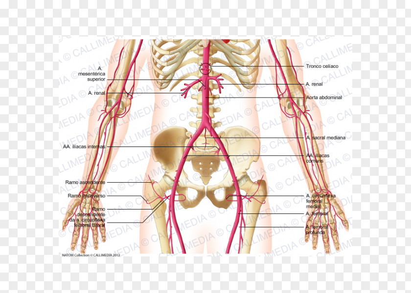 Abdomen Median Sacral Artery Abdominal Aorta Pelvis PNG