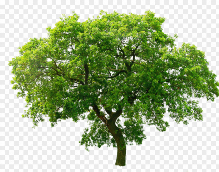 Animated Mangrove Forest Tree Oak Clip Art PNG
